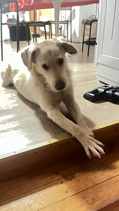 Sekarotuinen (4 valokuva sivusta 6)