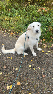 Sekarotuinen (6 valokuva sivusta 6)