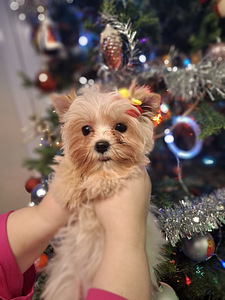 Pārdošanā trīs burvīgas meitenes! (1 foto no 10)