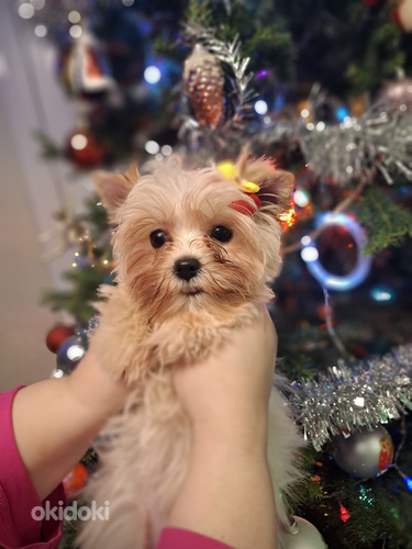 Pārdošanā trīs burvīgas meitenes!