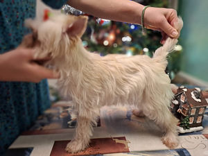 Pārdošanā trīs burvīgas meitenes! (3 foto no 10)