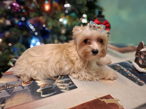 Pārdošanā trīs burvīgas meitenes! (7 foto no 10)