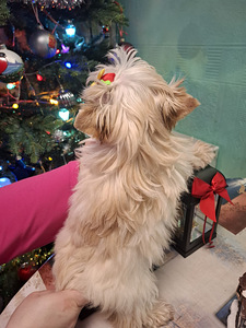 Pārdošanā trīs burvīgas meitenes! (8 foto no 10)