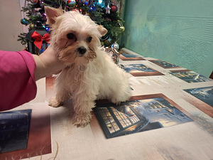 Pārdošanā trīs burvīgas meitenes! (9 foto no 10)