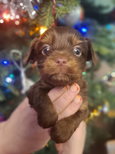 Piedāvā rezervēt burvīgu puisīti! (2 foto no 5)