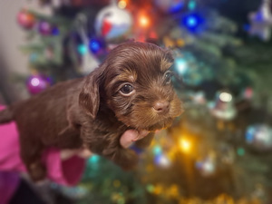 Piedāvā rezervēt burvīgu puisīti! (5 foto no 5)