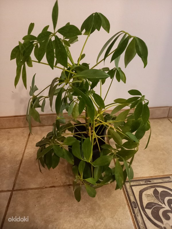 Шеффлера - Tallinn, Растения – okidoki