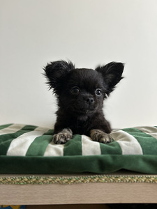 Chihuahua мальчик chihuahua isane