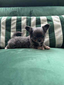 Chihuahua poiss chihuahua (2 foto / 8)