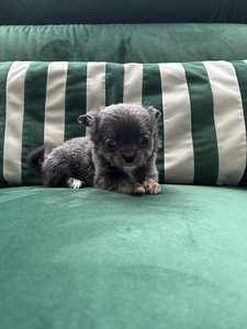 Chihuahua poiss chihuahua (4 foto / 8)