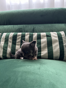 Chihuahua poiss chihuahua (6 foto / 8)