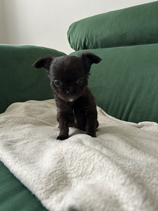 Чихуахуа девочка chihuahua (5 фото из 8)