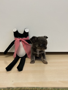 Чихуахуа мальчик chihuahua (6 фото из 10)