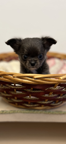 Чихуахуа мальчик chihuahua
