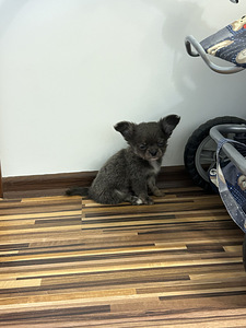 Щенки Чихуахуа мальчик chihuahua (6 фото из 10)