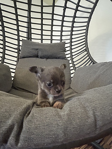 Щенки Чихуахуа мальчик chihuahua (7 фото из 10)