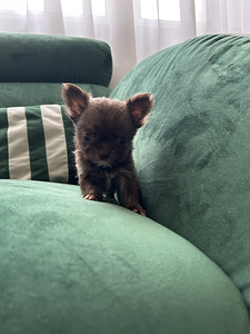 Chihuahua poiss chihuahua (6 foto / 9)