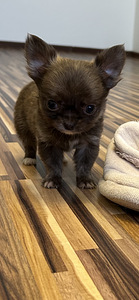 Щенки Чихуахуа мальчик chihuahua (8 фото из 10)
