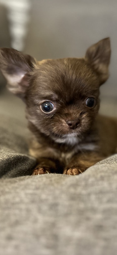 Чихуахуа мальчик chihuahua