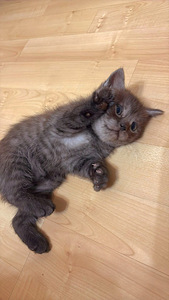 Kissat etsivät uutta kotia (3 valokuva sivusta 3)