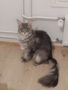 Maine coon uros (1 valokuva sivusta 2)