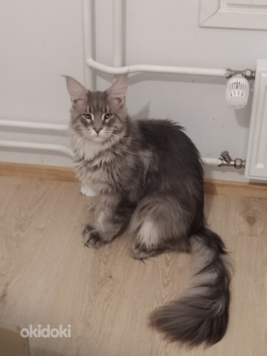 Maine coon uros