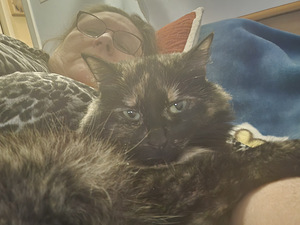 Uutta kotia etsii tyttö kissa (2 valokuva sivusta 8)