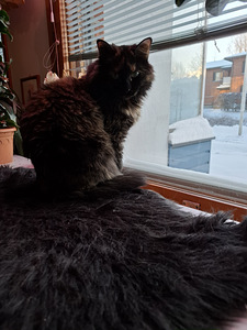 Uutta kotia etsii tyttö kissa (5 valokuva sivusta 8)