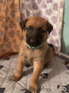 Beļģu aitu suns Malinua (3 foto no 5)