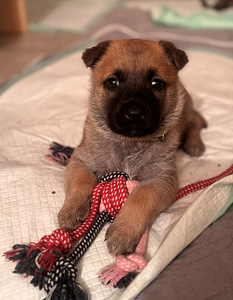 Beļģu aitu suns Malinua (4 foto no 5)