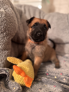 Beļģu aitu suns Malinua (5 foto no 5)