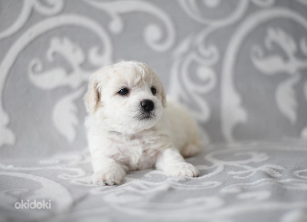 Bichon Frisé