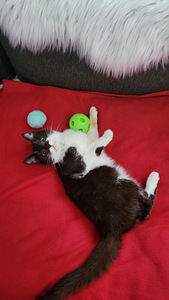 Söpöjä kissanpentuja (3 valokuva sivusta 5)