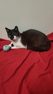 Söpöjä kissanpentuja (4 valokuva sivusta 5)