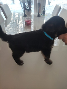 Saksanpaimen pentuja (2 valokuva sivusta 9)