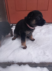 Saksanpaimen pentuja (6 valokuva sivusta 9)