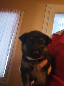 Saksanpaimen pentuja (8 valokuva sivusta 9)