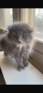 Kissa (1 valokuva sivusta 1)