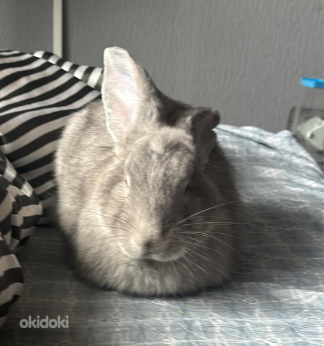 Beļģu Milzis