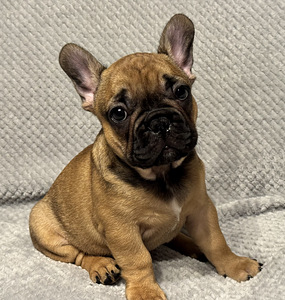 Franču buldoga kucēni (1 foto no 6)