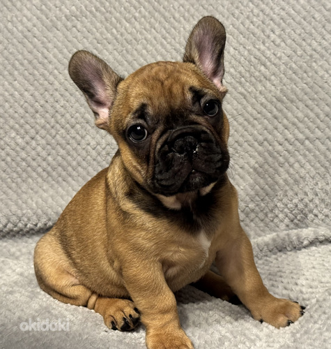 Franču buldoga kucēni