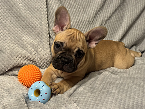 Franču buldoga kucēni (4 foto no 6)