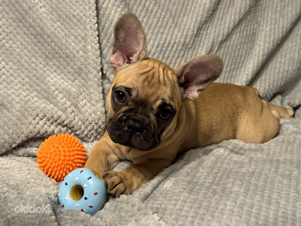Franču buldoga kucēni