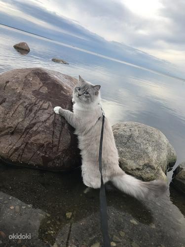 Невский-маскарадный кот ищет себе невесту (фото #3)