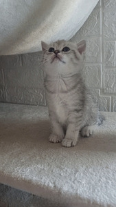 Scottish kittens