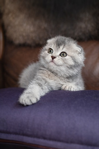 Scottish kittens (1 foto / 4)