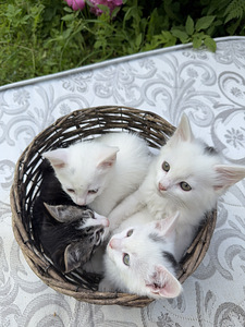 Котята (1 фото из 9)