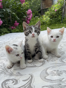 Котята (2 фото из 9)