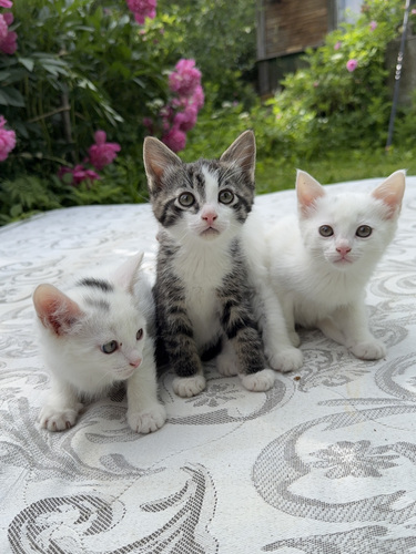 Котята