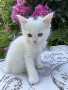Котята (4 фото из 9)